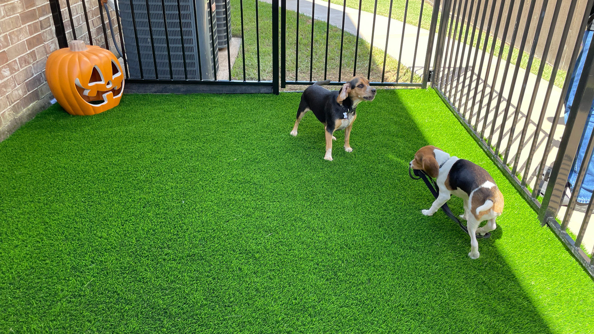 Pet Friendly Turf Installation